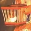 BIRDS FROM NO WHERE (2 CAGES) / BIRD FROM NET IN CAGES - Image 3