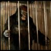 FIRE CAGE / LADY TO GORILA CAGE MAGIC - Image 2