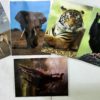 WILL THE CARDS MATCH JUMBO (ANIMAL VERSION) - Image 2