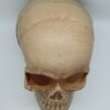 HORROR SKULL GAG TOY / GHOST SKULL PRANK PROP - Image 4