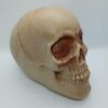 HORROR SKULL GAG TOY / GHOST SKULL PRANK PROP - Image 3