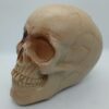 HORROR SKULL GAG TOY / GHOST SKULL PRANK PROP - Image 2